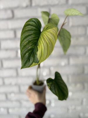 Philodendron Mamei Variegata