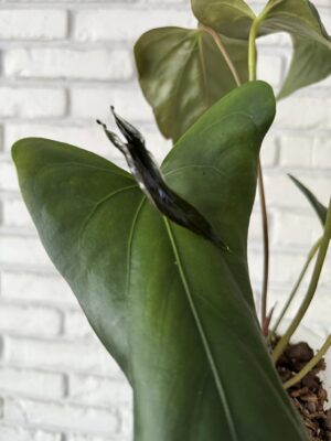 Anthurium Papillilaminum Ree Garden x Sp Napo