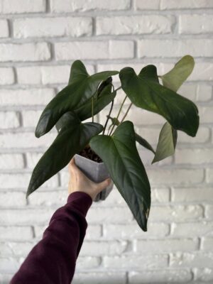 Anthurium Papillilaminum Ree Garden x Sp Napo