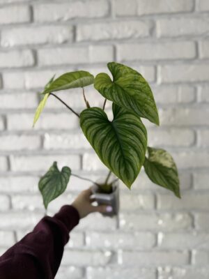 Philodendron Mamei Variegata