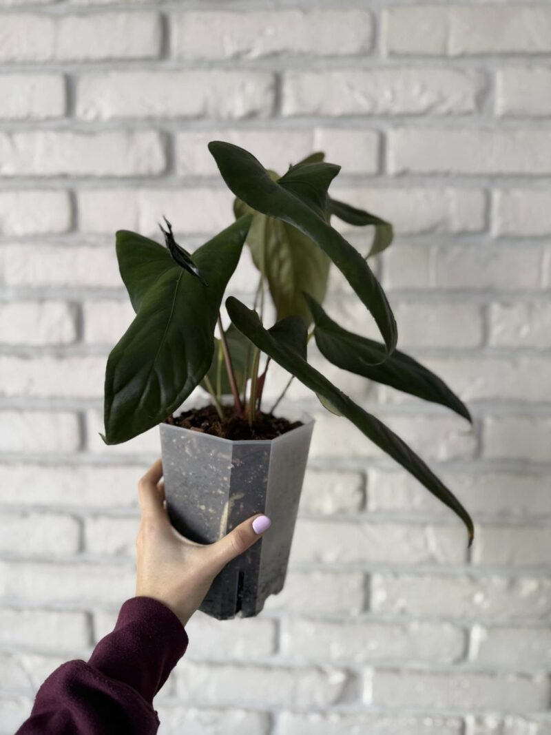 Anthurium Papillilaminum Ree Garden x Sp Napo