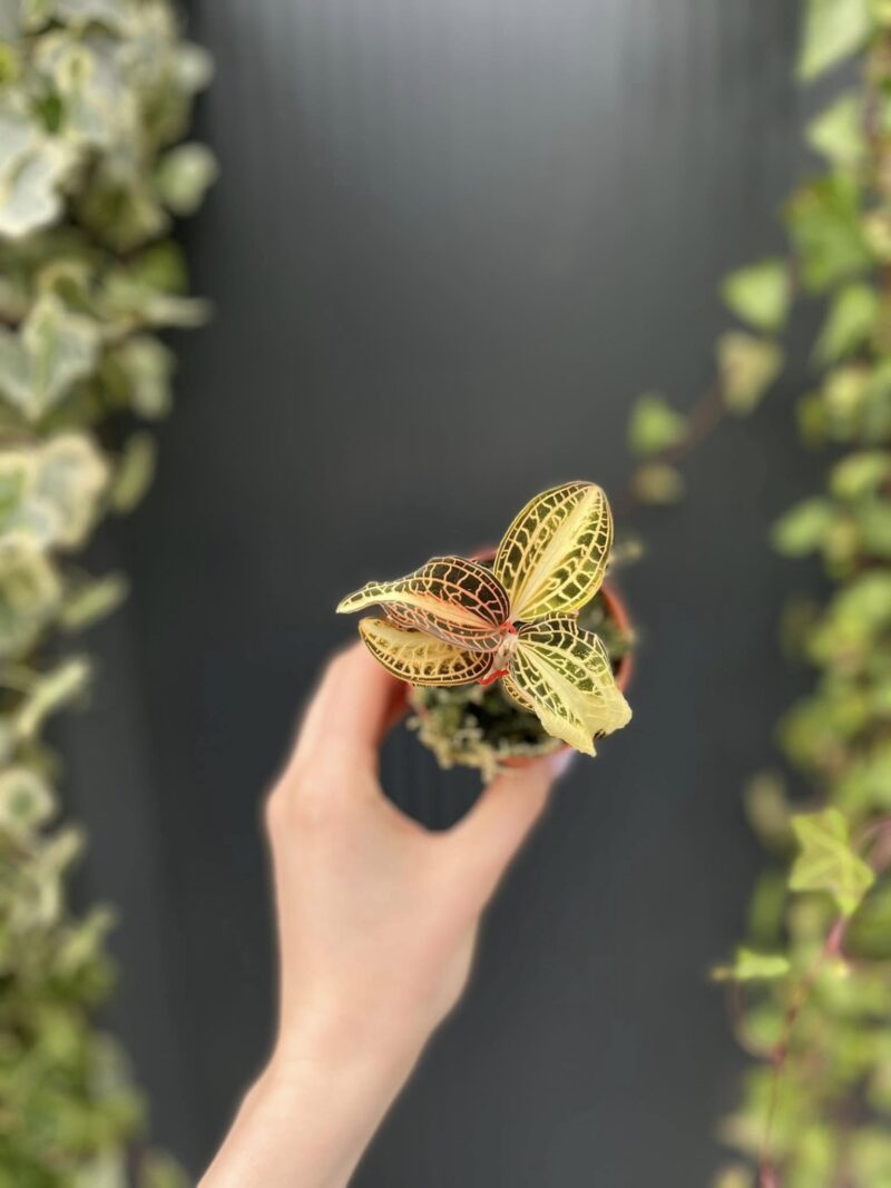 Storczyk Jubilerski Anoectochilus sunstone jewel orchid Storczyk Jubilerski Anoectochilus sunstone jewel orchid