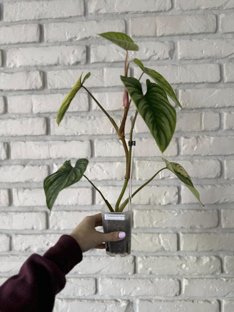 Philodendron Mamei Variegata