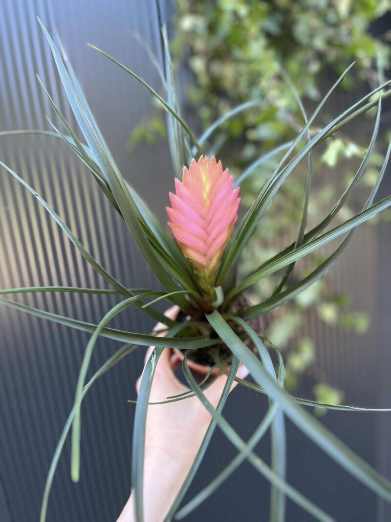 tillandsia cyanea anita tillandsia cyanea anita
