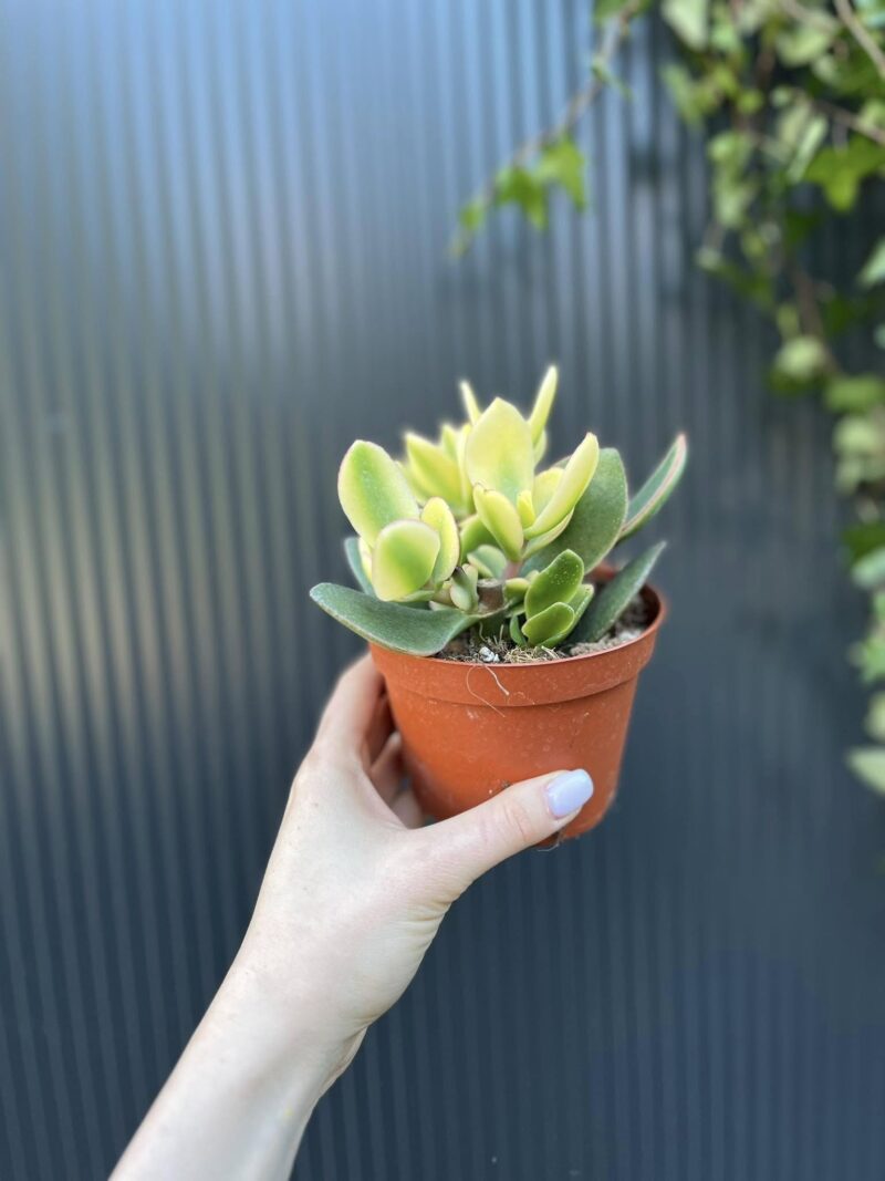 Crassuna Ovata Jade