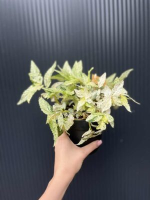 Pellionia Repens variegata