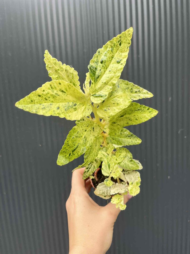 Pellionia Repens variegata