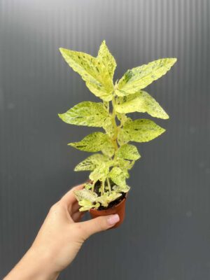 Pellionia Repens variegata
