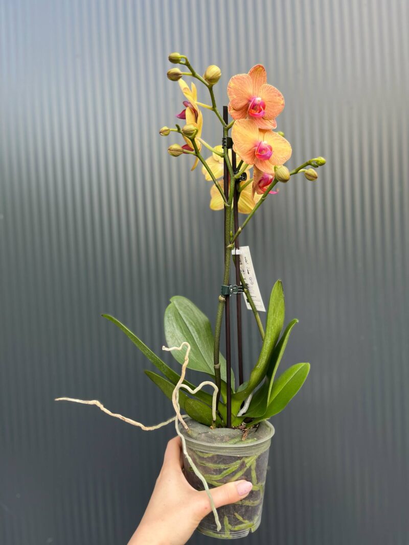 phalaenopsis asian sun | Storczyk