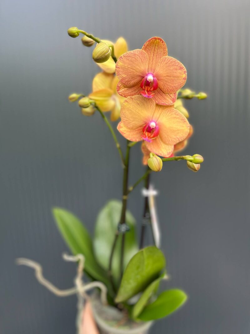 phalaenopsis asian sun | Storczyk