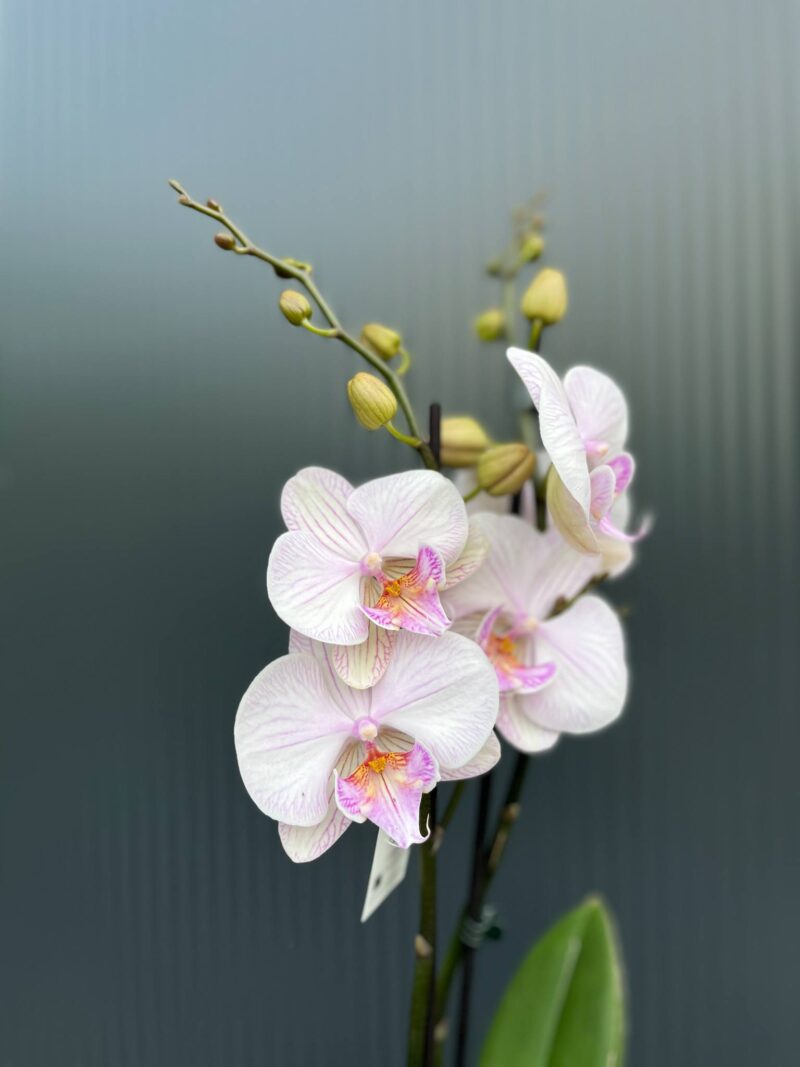 phalaenopsis manta ambon | Storczyk phalaenopsis manta ambon | Storczyk