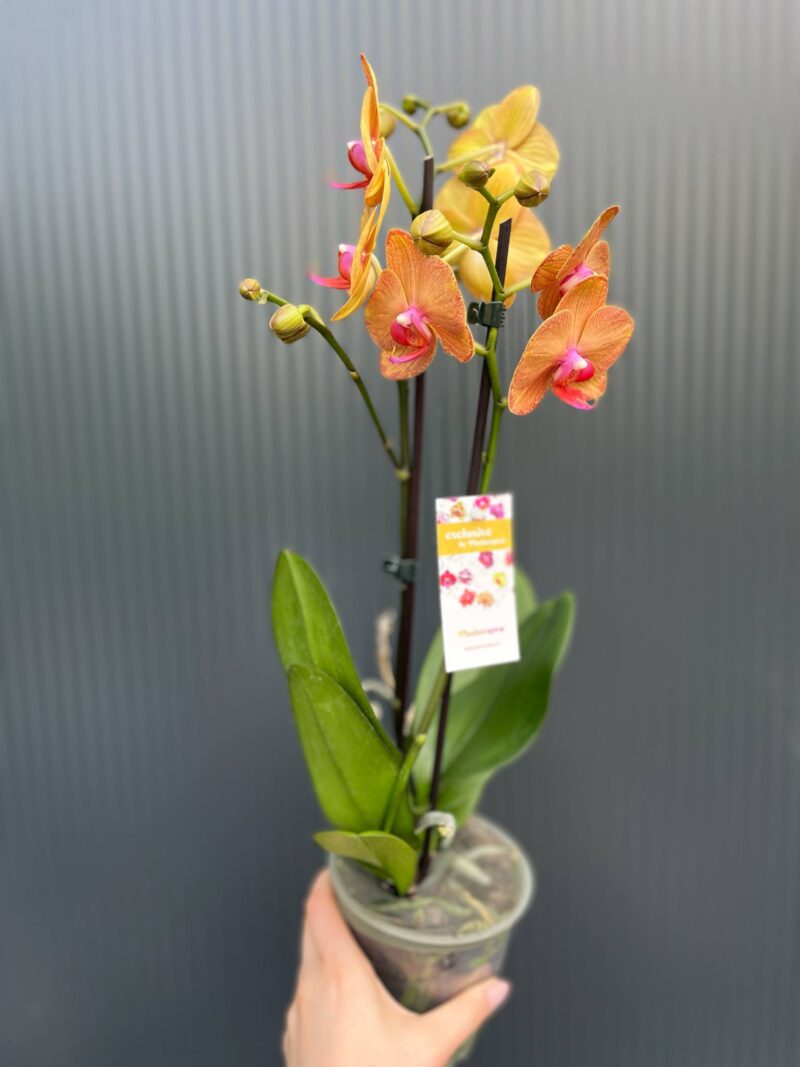 phalaenopsis asian sun | Storczyk