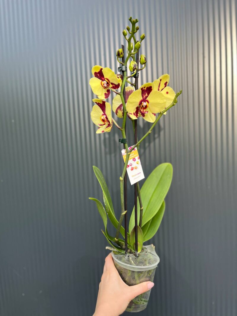 Phalaenopsis Charming Melody ‘Pokemon’ | Storczyk