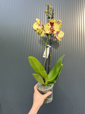 Phalaenopsis Charming Melody ‘Pokemon’ | Storczyk