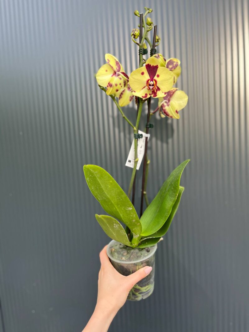 Phalaenopsis Charming Melody ‘Pokemon’ | Storczyk