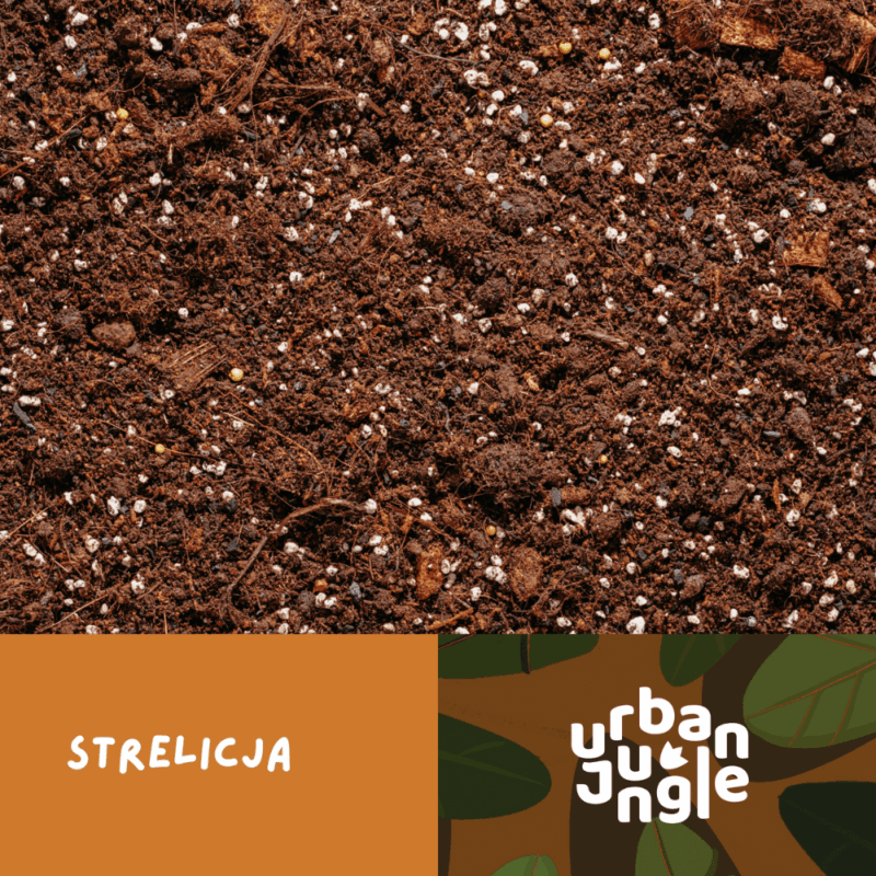 Podłoże Do Strelicji, Bigos, Ziemia Urban Jungle Podłoże Do Strelicji, Bigos, Ziemia Urban Jungle