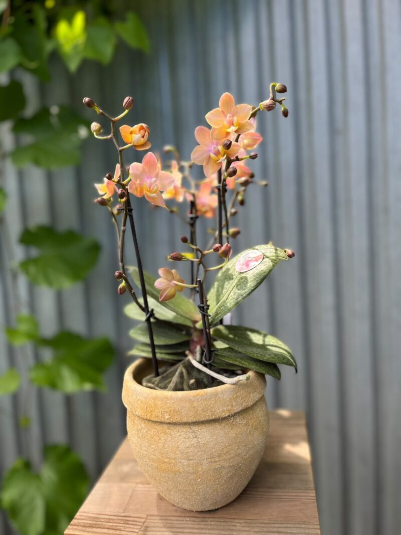Phalaenopsis Scention – Pachnący Storczyk