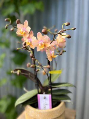 Phalaenopsis Scention – Pachnący Storczyk