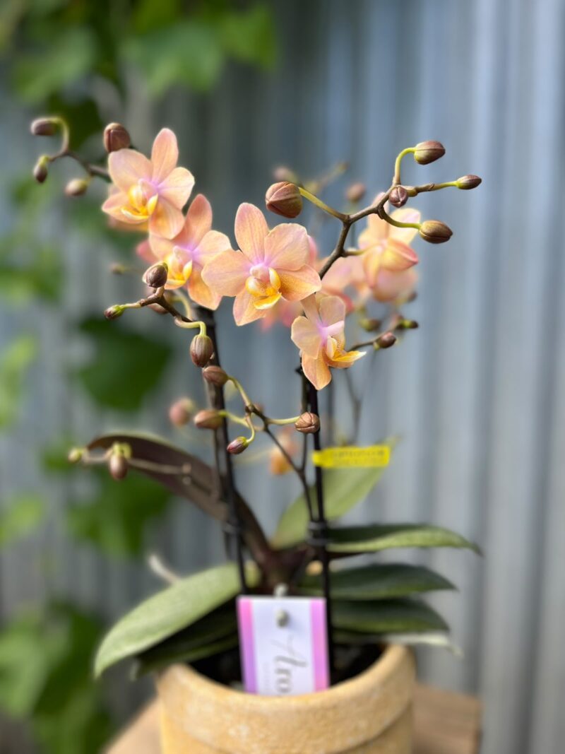 Phalaenopsis Scention – Pachnący Storczyk