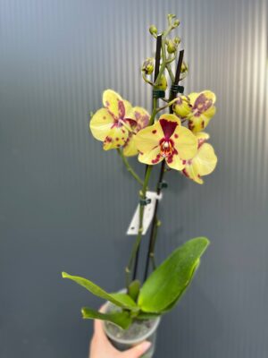Phalaenopsis Charming Melody ‘Pokemon’ | Storczyk