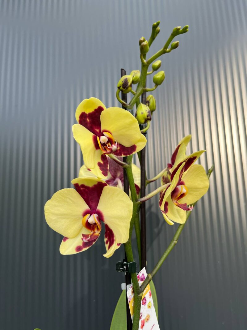 Phalaenopsis Charming Melody ‘Pokemon’ | Storczyk Phalaenopsis Charming Melody ‘Pokemon’ | Storczyk