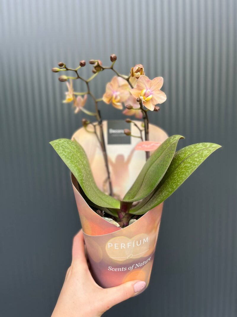 Phalaenopsis Scention – Pachnący Storczyk