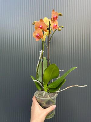 phalaenopsis asian sun | Storczyk