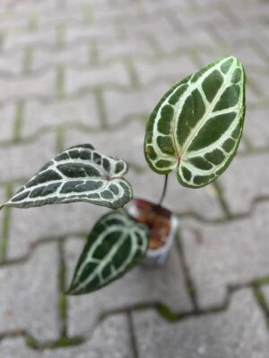 Anthurium Dockblock Zara® ’29’ x Dockblock Zara® ‘3’