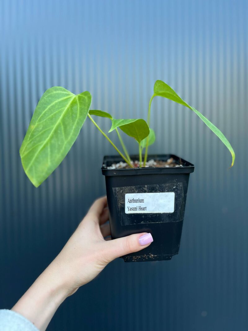 Anthurium Yasumi Heart (anth. magnificum x anth. moronense)
