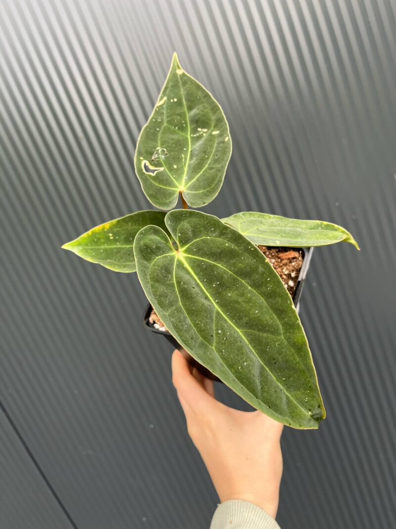 Anthurium Magnificent Girl ‘Inverse Crossing’ x Anthurium papillilaminum Anthurium Magnificent Girl ‘Inverse Crossing’ x Anthurium papillilaminum