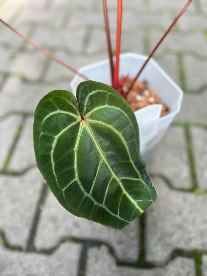 Dockblock Anthurium Purple Rain® ’27 x Michelle® ‘1’