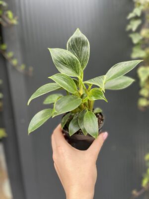 Philodendron Birkin