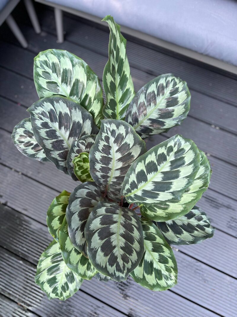 Calathea ‘Kennedy’ Calathea ‘Kennedy’