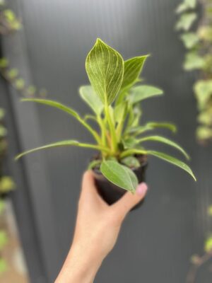 Philodendron Birkin