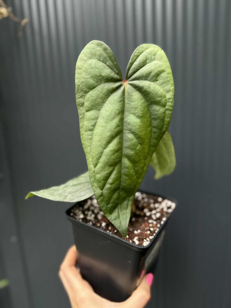 Anthurium nigrolaminum ‘Gigi’ x Anthurium Dressleri Anthurium nigrolaminum ‘Gigi’ x Anthurium Dressleri