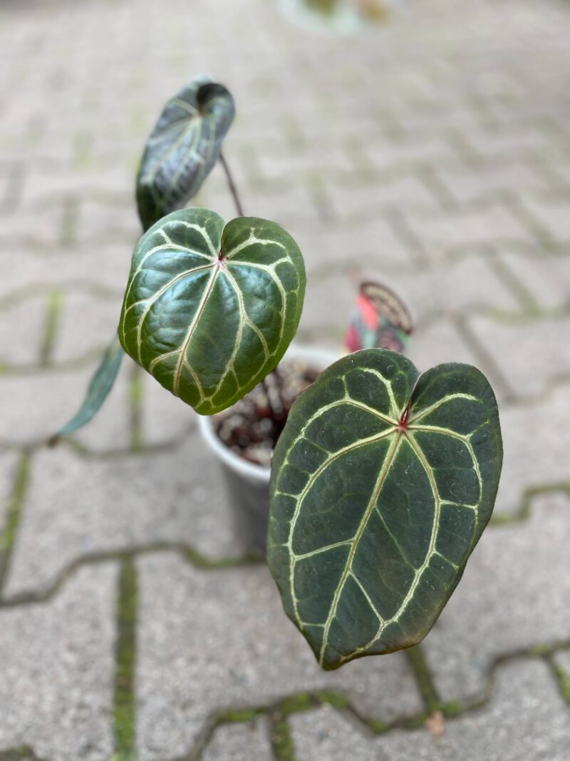 Dockblock Anthurium Michelle® ’11’ x Red Velvet Cake® ’24’