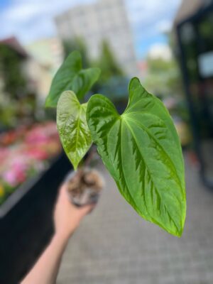 Anthurium Mystery (Anth. sagittatum ‘Slim’ x Anth. besseae aff)