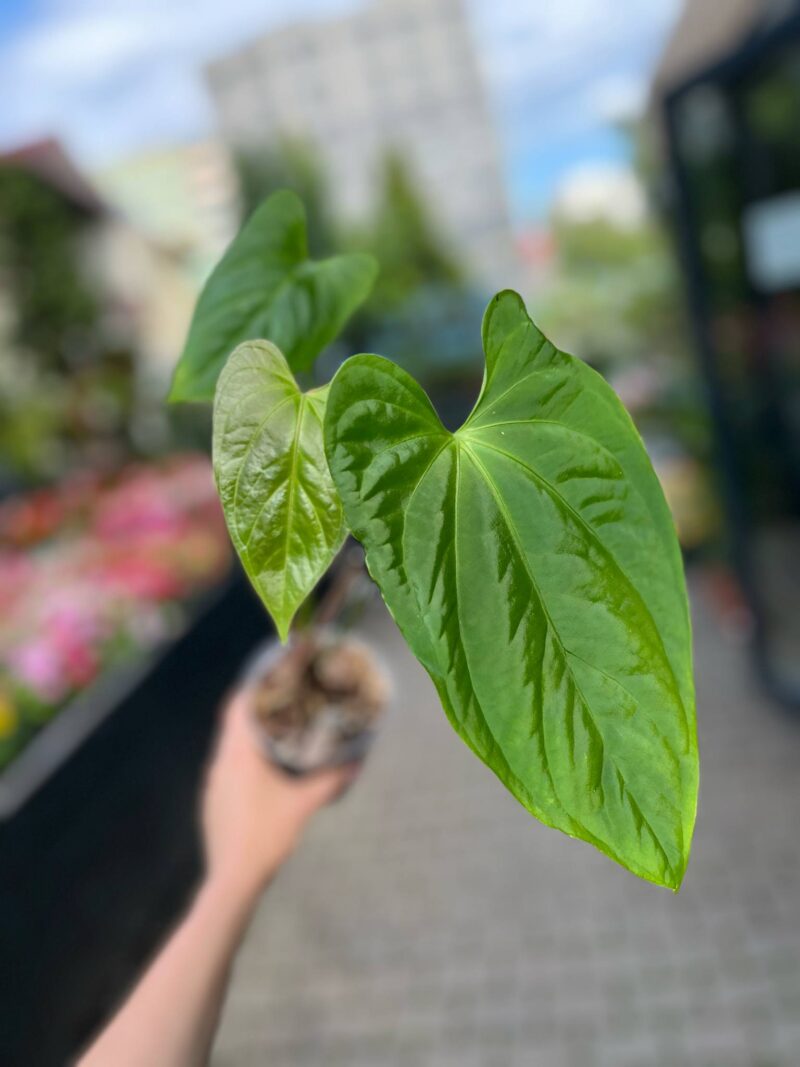 Anthurium Mystery (Anth. sagittatum ‘Slim’ x Anth. besseae aff)