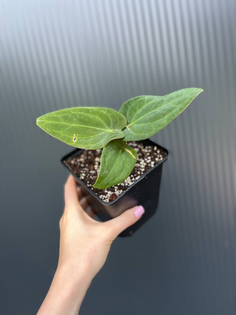 Anthurium Eureka × Anthurium dressleri