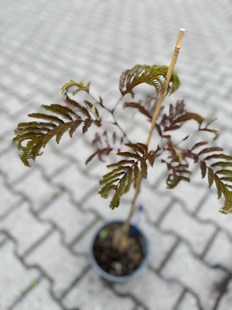 Albizia julibrissin ‘Summer Chocolate’ Albizia julibrissin ‘Summer Chocolate’