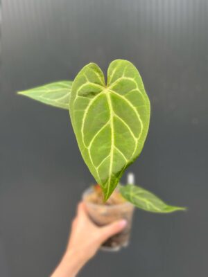 Anthurium Magnificum