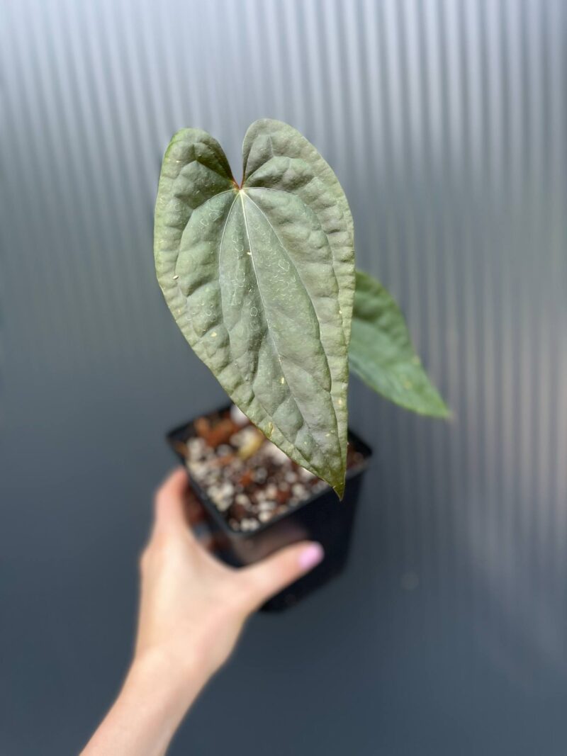 Anturium Ximeportilla (Anth. papillilaminum x Anth. luxurians) Anturium Ximeportilla (Anth. papillilaminum x Anth. luxurians)