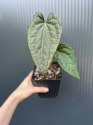 Anturium Ximeportilla (Anth. papillilaminum x Anth. luxurians)