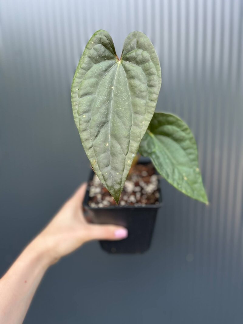 Anturium Ximeportilla (Anth. papillilaminum x Anth. luxurians)