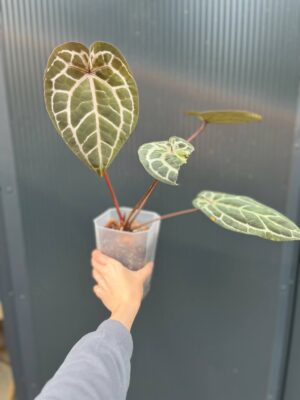 Dockblock Anthurium Giannina ‘Crystalinum 8’ x ‘Michelle® 11’