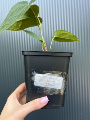 Anthurium papillilaminum × Anthurium pedatum