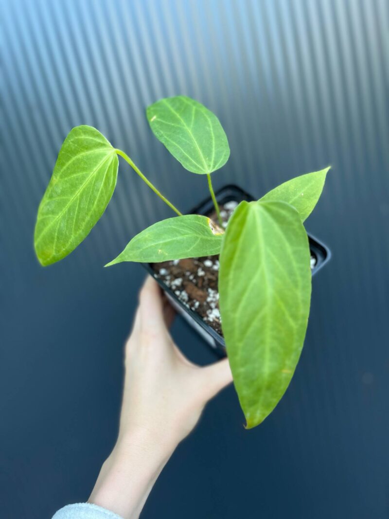 Anthurium Yasumi Heart (anth. magnificum x anth. moronense)