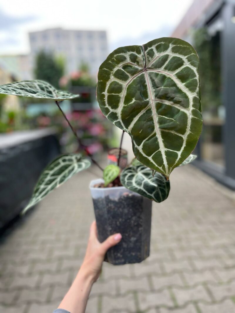 Dockblock Anthurium Michelle® ’11’ x Michelle® ‘1’ Dockblock Anthurium Michelle® ’11’ x Michelle® ‘1’