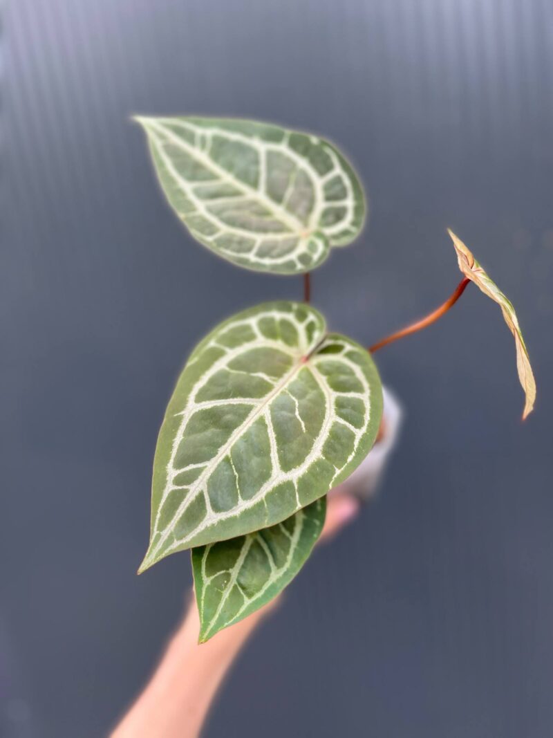 Dockblock Anthurium Zara® x Michelle®