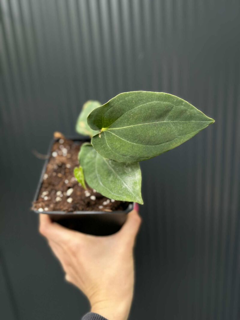 Anthurium Eureka x Dressleri Anthurium Eureka x Dressleri